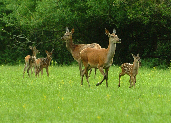 PASSIONE PER IL CERVO